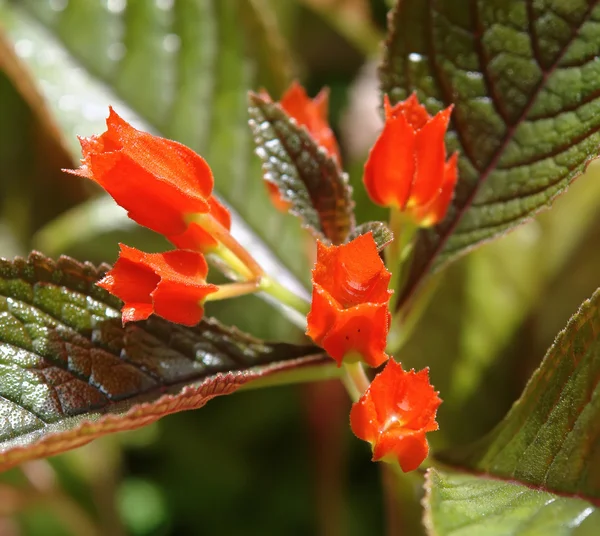 stock image Red tropical flower