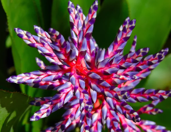 Flor tropical exótica —  Fotos de Stock