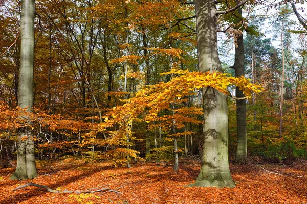 Imagen vibrante del bosque de otoño — Foto de Stock