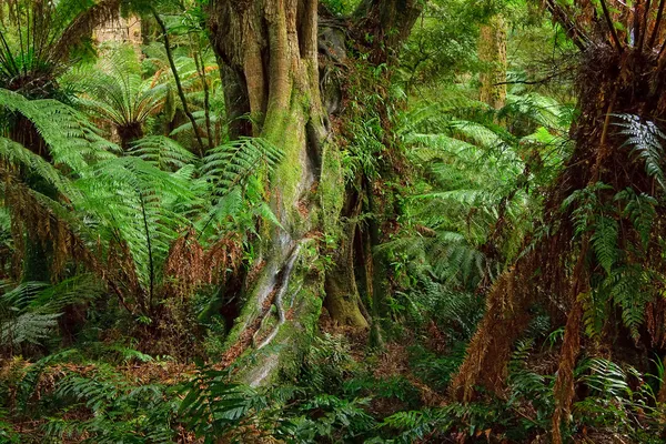 Lasów tropikalnych, Wielka Brytania — Zdjęcie stockowe