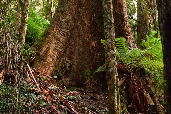 Rain forest, Australia — Stock Photo, Image