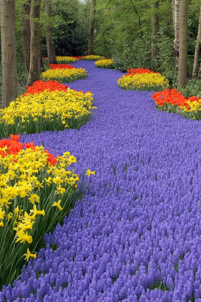 Кровать квітки у сади Кекенхоф — стокове фото