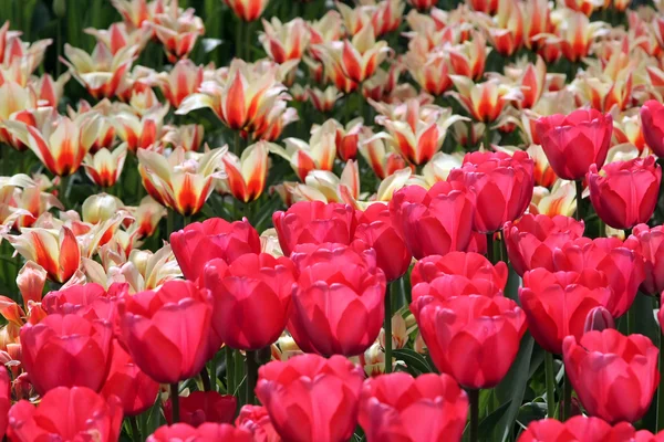 Природного фону: Тюльпани — стокове фото