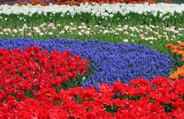 Цветочное ложе в саду Кеукенхоф — стоковое фото