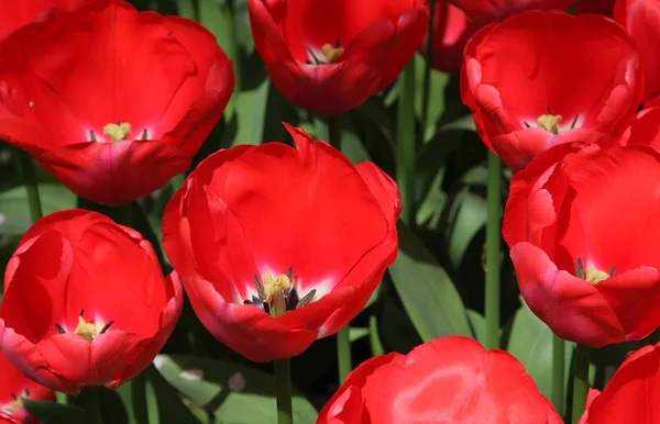 Естественный фон: тюльпаны — стоковое фото