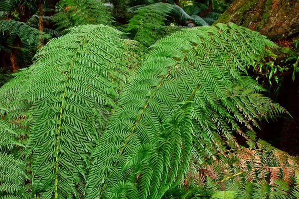 Rain forest, Australia — Stock Photo, Image
