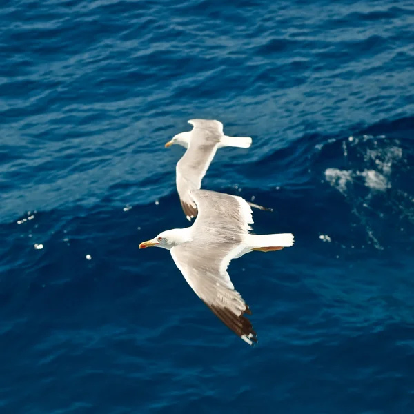 Vliegende zeemeeuw — Stockfoto