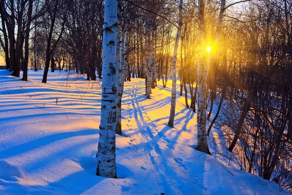 Beautiful sunset in a winter park — Stock Photo, Image
