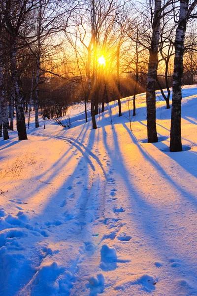 Prachtige zonsondergang in een winter park — Stockfoto