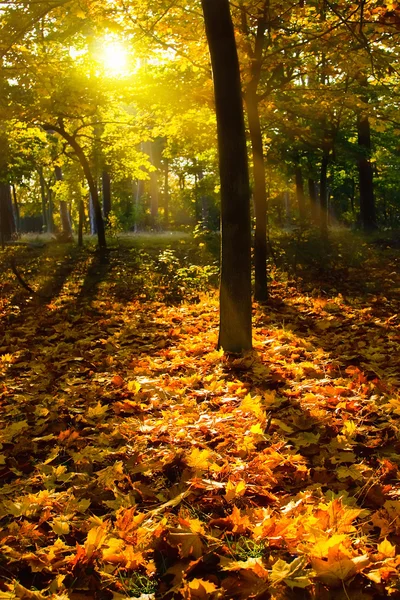 Liście żółtej jesieni — Zdjęcie stockowe