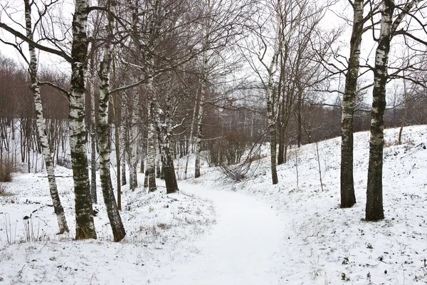 Winterpark nach Schneesturm — Stockfoto