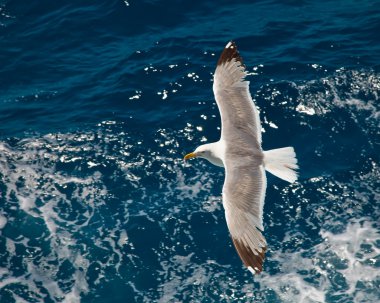 Flying seagull clipart