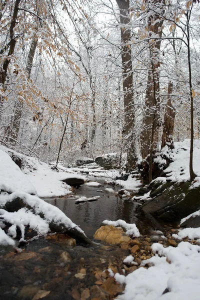 stock image Winter in Washington DC, Rock Creek