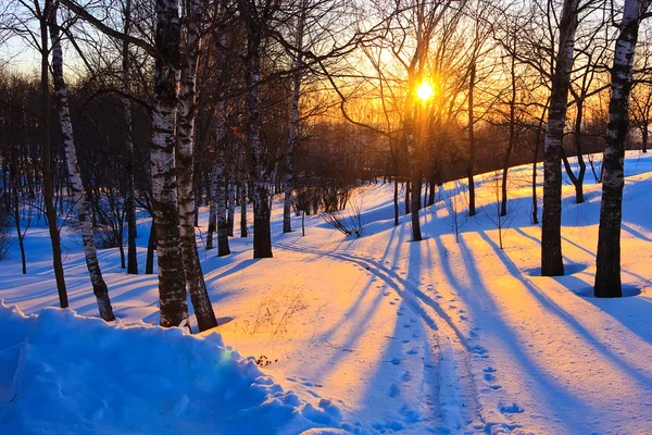 Belo pôr do sol na floresta de inverno — Fotografia de Stock