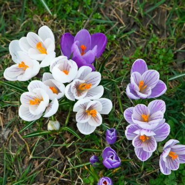 Crocus flowers clipart