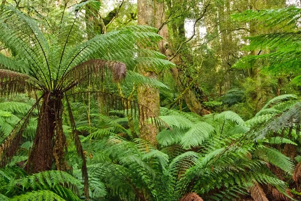 Rain forest, Victoria, Australia — Stock Photo, Image