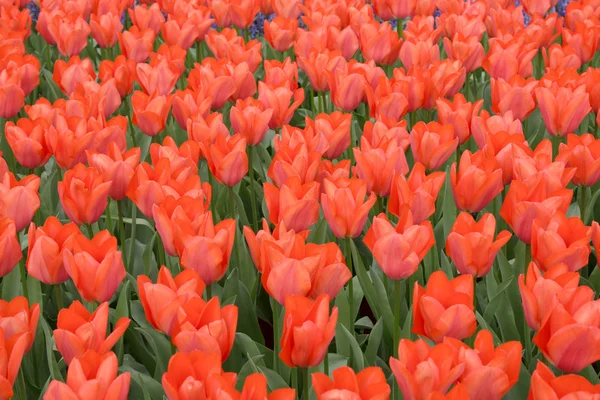 Red tulips field — Stock Photo, Image