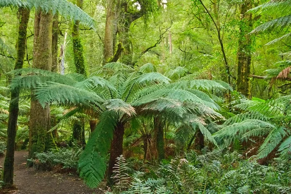 Rain forest, Wiktoria, australia — Zdjęcie stockowe