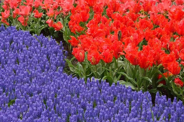 Spring flower bed — Stock Photo, Image