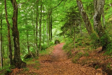 Green mountain forest in Pyrenees clipart