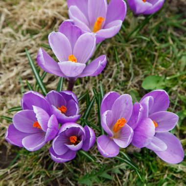 Crocus flowers clipart