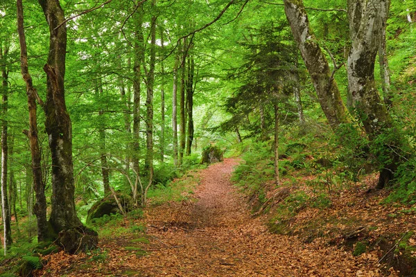 Foresta verde di montagna nei Pirenei — Foto Stock