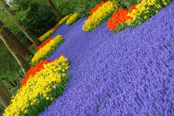 봄 꽃 침대 — 스톡 사진