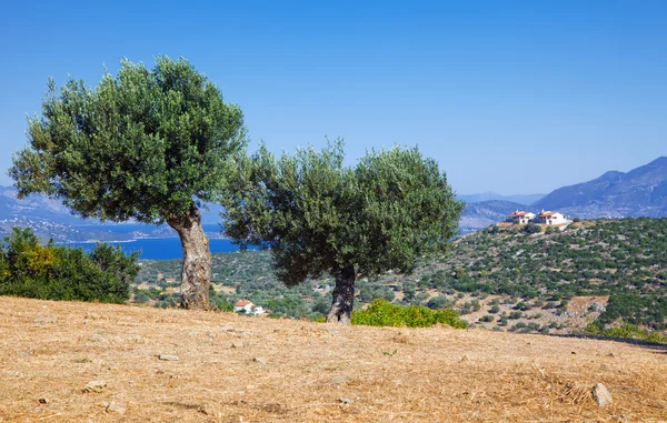 Olive trees, Poros — Stock Photo, Image