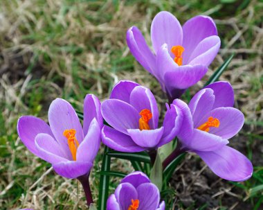 Wild crocus flowers clipart