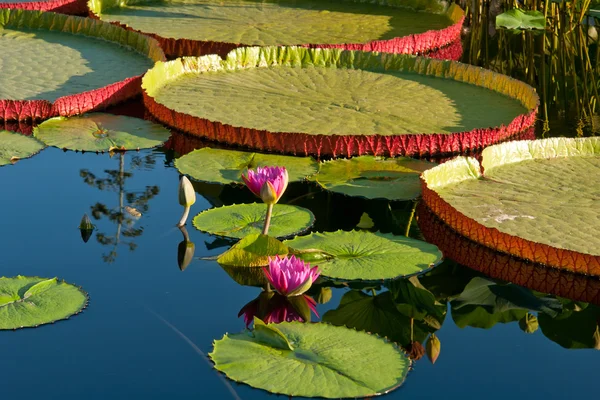 Water lily and water platter — Stock Photo, Image