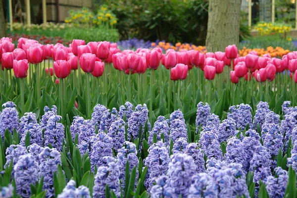 Tulpen und Blauglocken — Stockfoto