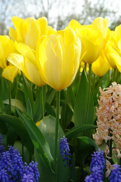 Closeup of yellow tulips — Stock Photo, Image
