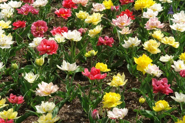 Modello floreale: tulipani multicolori — Foto Stock