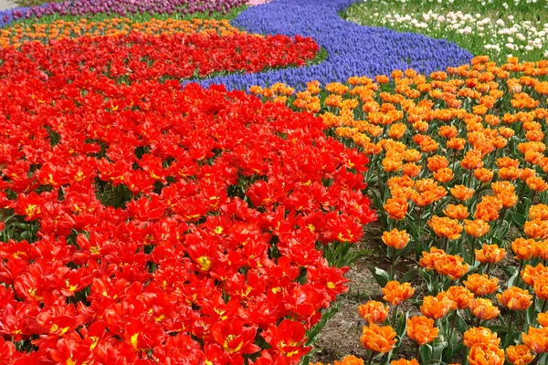 Cama de flores de primavera — Foto de Stock