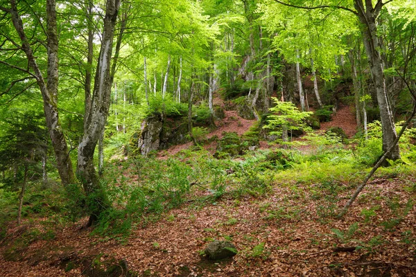Foresta verde di montagna nei Pirenei — Foto Stock