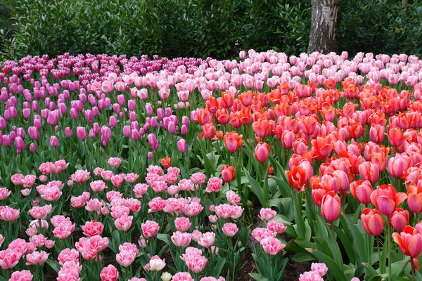 Tulipany wielobarwny — Zdjęcie stockowe