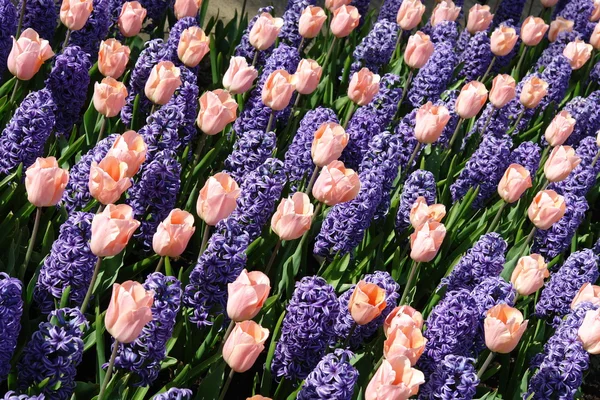 Tulipanes y campanas azules — Foto de Stock