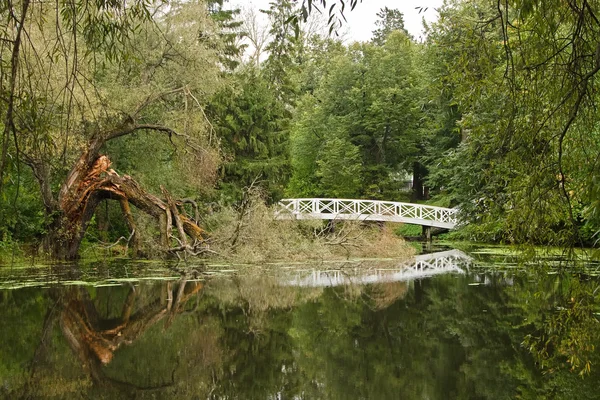 Paisagem com lagoa e árvore quebrada — Fotografia de Stock
