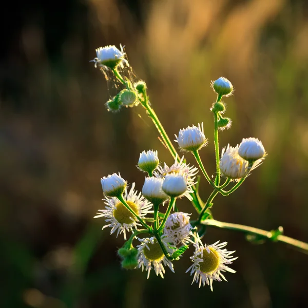 Camomiles flores brancas — Fotografia de Stock
