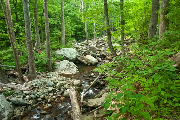 Rio de madeira no parque nacional de Shenandoah — Fotografia de Stock