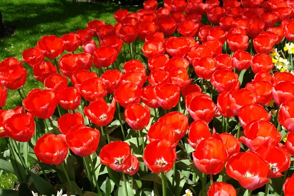 Červené tulipány, keukenhof zahrady — Stock fotografie