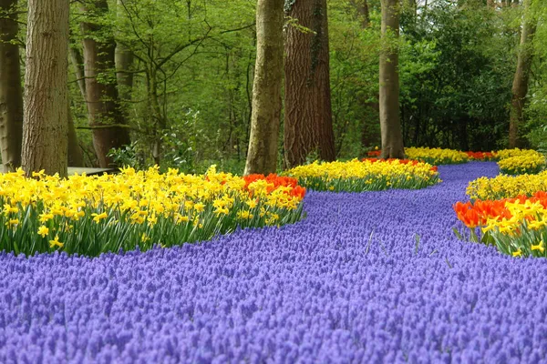 Кровать квітки весни в Кекенхоф Ліцензійні Стокові Зображення