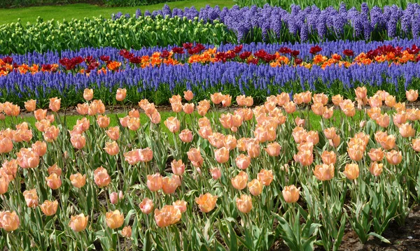 Tulpen und Blauglocken — Stockfoto