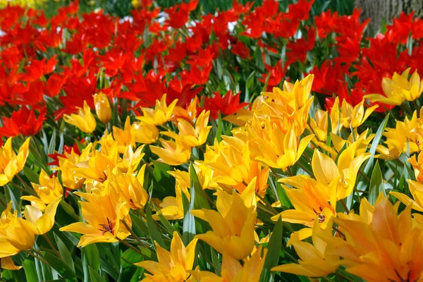 Natural backgrounds: red and yellow tulips — Stock Photo, Image
