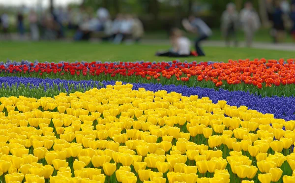 Cama de flores de primavera en los jardines Keukenhof —  Fotos de Stock