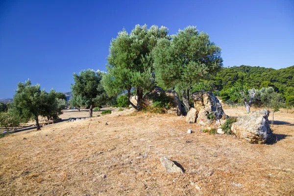 Zeytin ağaçları büyüyen Poseidon'un tapınak kalıntıları bulunmaktadır — Stok fotoğraf