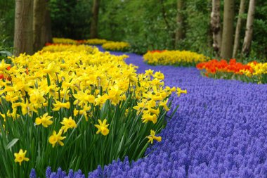 Spring flower bed in Keukenhof clipart