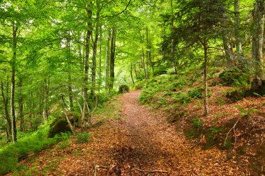 Mountain forest in Pyrenees clipart