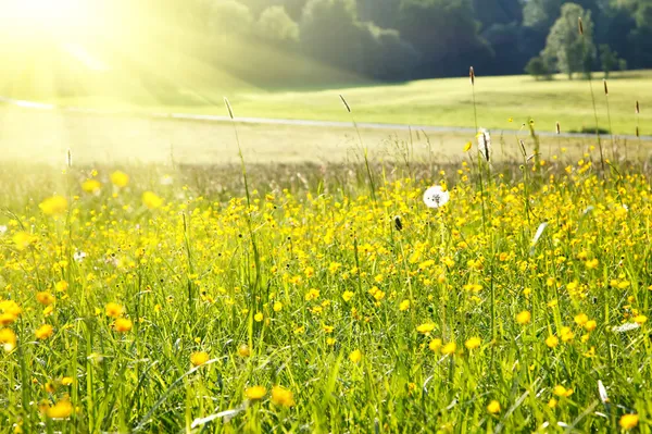 日当たりの良い牧草地 — ストック写真