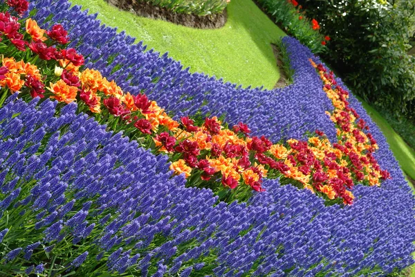 Cama de flores de primavera en Keukenhof —  Fotos de Stock